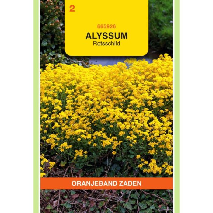 OBZ Alyssum, Rotsschild