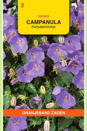 OBZ Campanula, Karpatenklokje