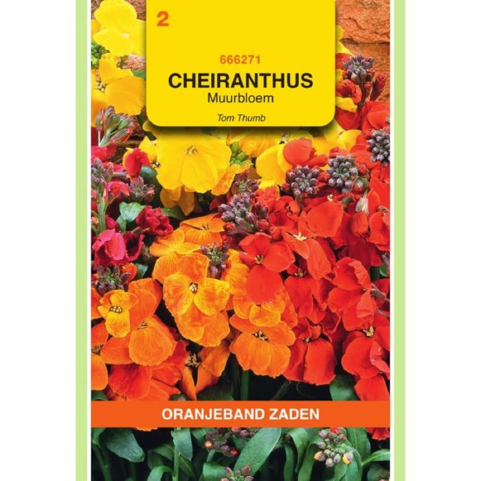 OBZ Cheiranthus, Muurbloem Tom Thumb gemengd