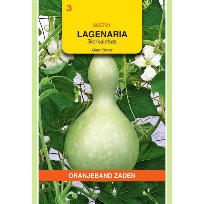 OBZ Lagenaria, Sierkalebas Giant Bottle