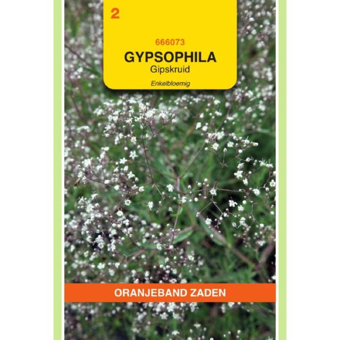 OBZ Gypsophila, Gipskruid enkelbloemig wit