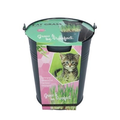 Buzzy® Kattengras emmertje