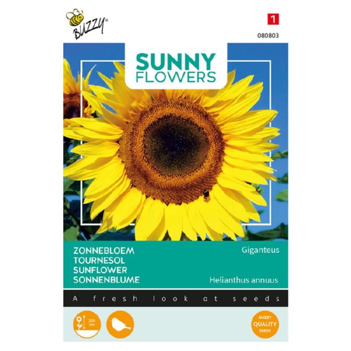 Buzzy® Sunny Flowers, Reuzenzonnebloem Giganteus