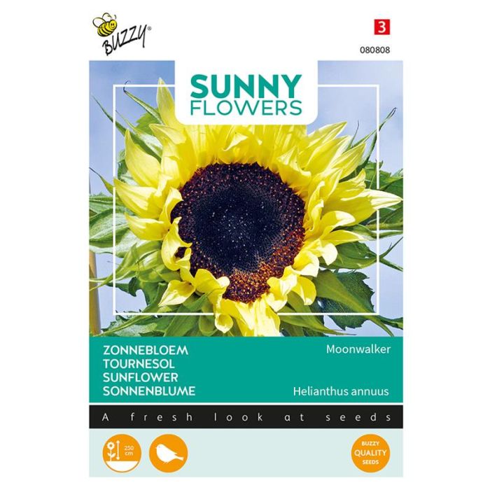 Buzzy® Sunny Flowers, Zonnebloem Moonwalker